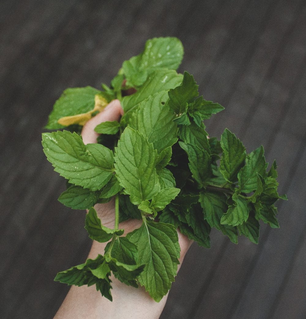 person holding green herbs