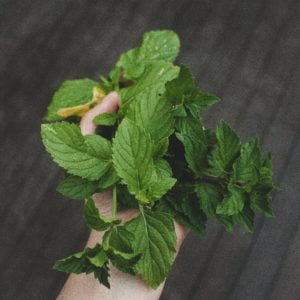 person holding green herbs